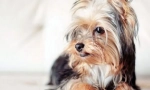 Biro yorkshire terrier